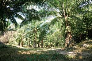 BIB: 
                            <button type="button" onclick="openModal(28132363)" class="btn btn-primary btn-sm float-right btn-popup" data-toggle="modal" data-target=".modal-high-quality">
                        <i class="fas fa-shopping-cart"></i> Add to Cart
                    </button>
                                            <button type="button" onclick="isThisMe(28132363, true)" class="btn btn-success btn-sm float-right btn-popup btn-isme hidden" data-toggle="tooltip" data-placement="bottom" title="นี่คือรูปของคุณใช่ไหม คลิกที่นี่เพื่อเอาเข้าอัลบั้ม">
                        <i class="fas fa-plus"></i> Add to album
                    </button>
                    <button type="button" onclick="isThisMe(28132363, false)" class="btn btn-warning btn-sm float-right btn-popup btn-isnotme hidden">
                        <i class="fas fa-ban"></i> Remove from album
                    </button>